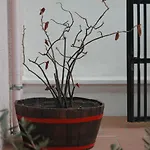 La Terrazza 3*
