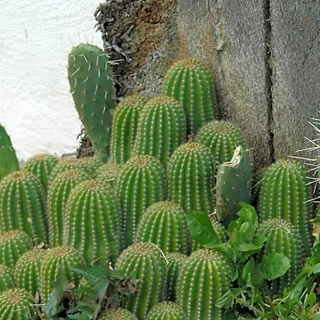 Alojamento de Acomodação e Pequeno-almoço La Terrazza