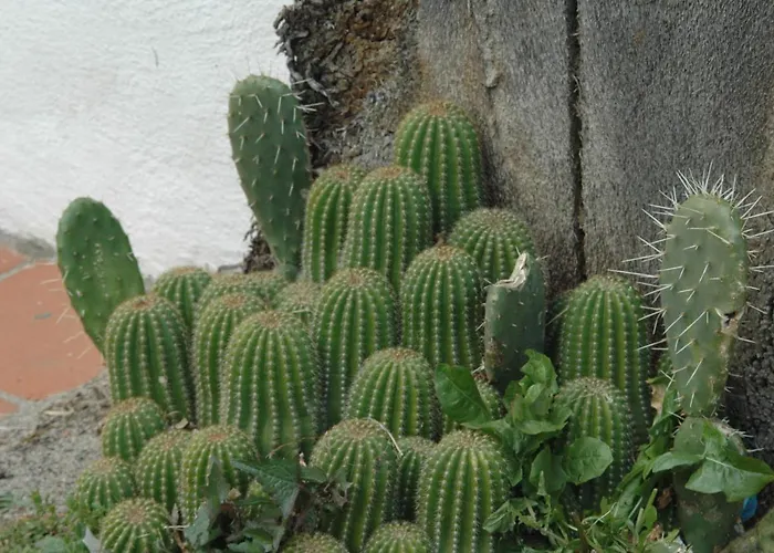 住宿加早餐酒店 La Terrazza 3*